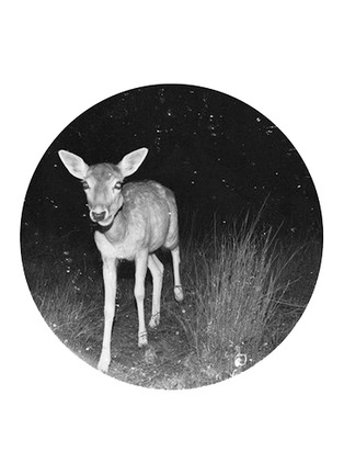首图 –点击放大 - PONY RIDER - Bambi Nights小鹿斑比印花挂墙装饰