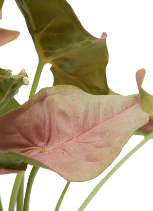  - ELLERMANN FLOWER BOUTIQUE - x Lane Crawford Syngonium Pink short bulb planter vase