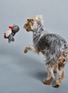 细节 –点击放大 - WARE OF THE DOG - 针织狗狗玩具 — 企鹅款