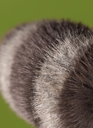  - JELLYCAT - Trixiwoo Raccoon