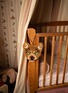  - DOING GOODS - Archie Check Bear Wool Gift Hanger