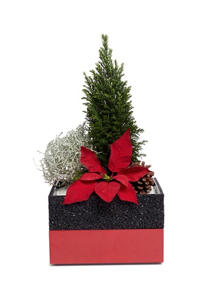 首图 –点击放大 - THE STALK ROOM - Poinsettia large bento box planter set
