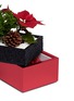细节 –点击放大 - THE STALK ROOM - Poinsettia small bento box planter set