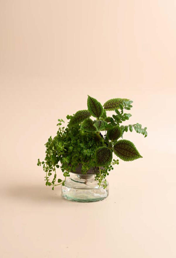plant